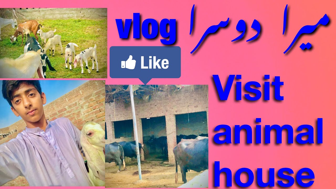 My second vlog visit animals house YouTube