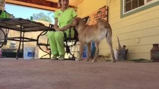 Capturing a Down using clicker training