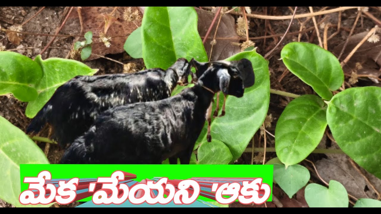 మేక 'మేయని 'ఆకు @ANJIVision