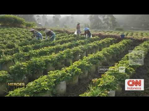 Heroes - Langkah Sejahtera Petani Rancabali