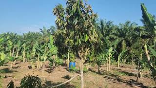 Kebun Durian Tepi Danau Lubuk Siam Kdanar