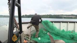 Ugandas Fish Stocks In Decline In Lake Victoria