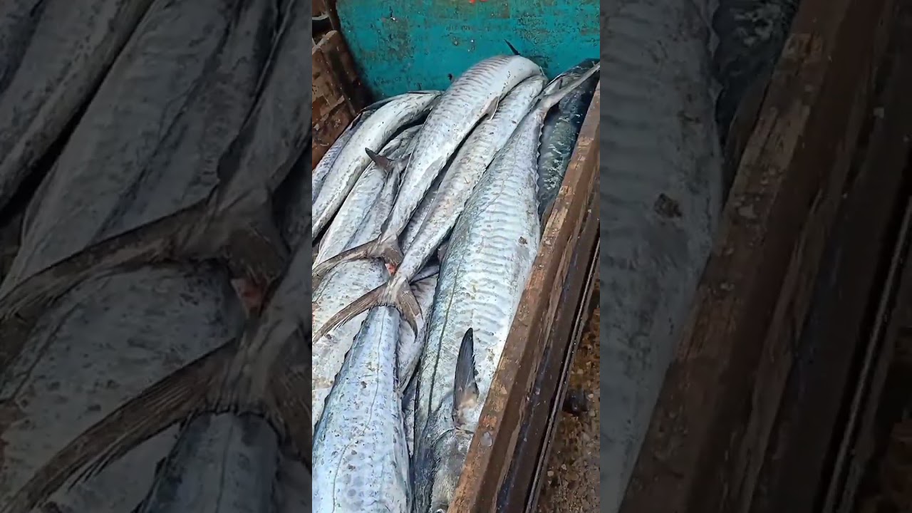 Karachi Fishres Rate Today King Fish 