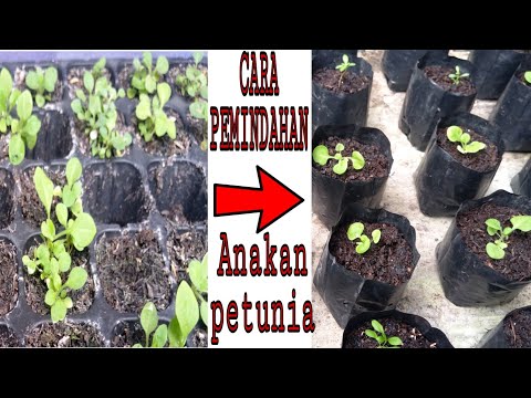 Video: Cara Pemindahan Bunga