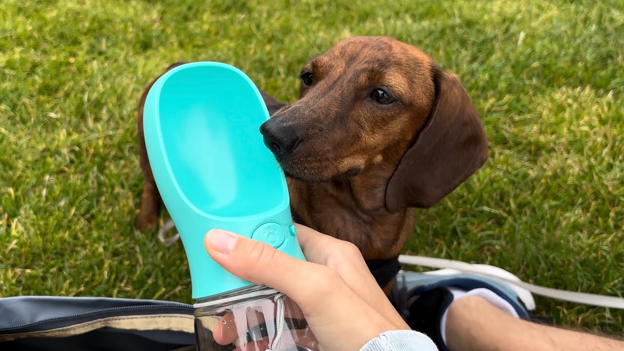 Mini dachshund enjoys the last bits of summer - YouTube