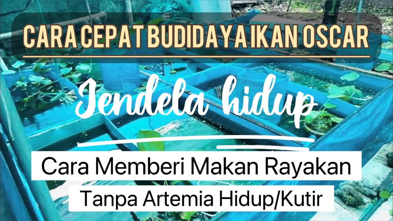 Cara Cepat Budidaya/ Ternak Ikan Oscar 