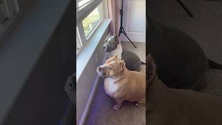 Chill day #dogtv