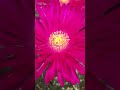 My Mesembryanthemum Red Red Pigface My Mesembryanthemum Red Red Pigface