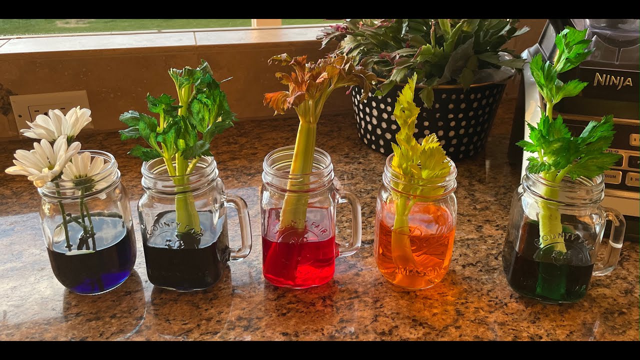 Science Skillz: Results of Colored Celery Experiment - YouTube