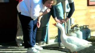 I HATE DUCKS DAN P