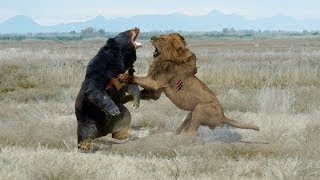 Wild Lion Forest Hunt "Lion VS Bear" (by Vital Games) - Android Gameplay #2 | Dishoomgameplay screenshot 2