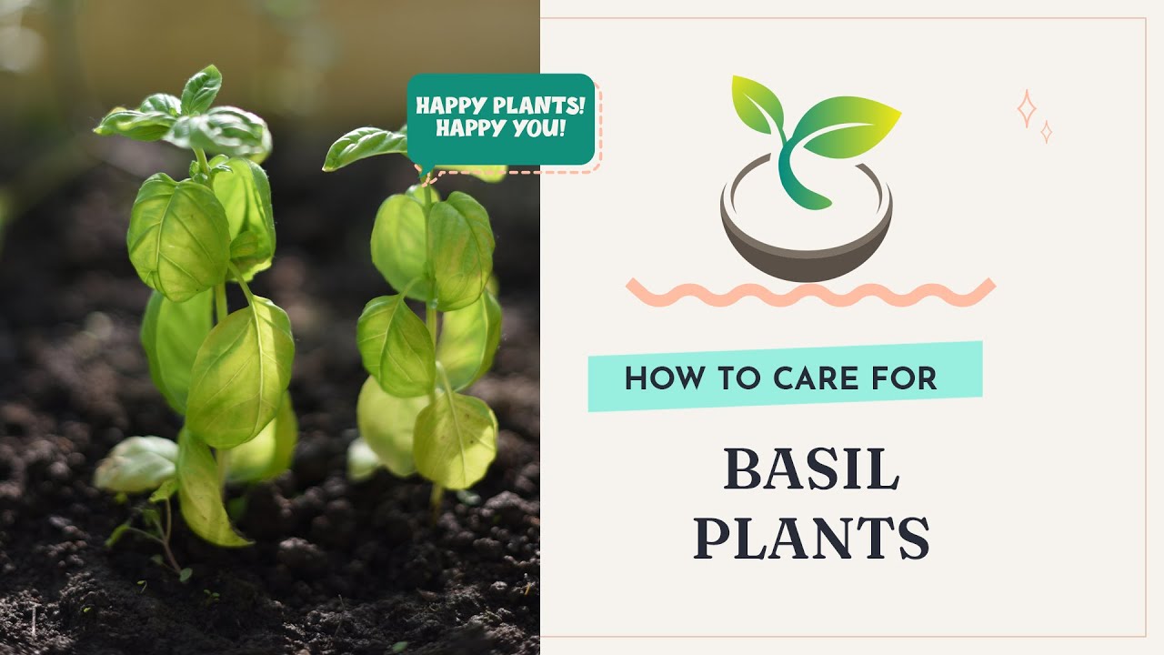 🍀🌸🌿How to Care for a Basil Plant Top Tips for Flourishing Herbs YouTube