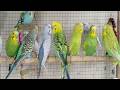 12 Hour Nature Sounds Joyful Budgie Chirping for Sleep 😴