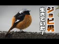 ジョウビタキのジョビ男