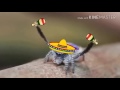 The Mexican dancing spider