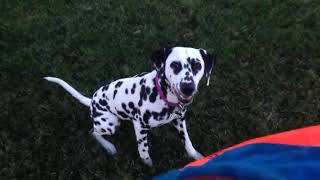 This is my 9 month dalmatian puppy's favorite toy! She loves | PuppySimply screenshot 5