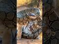 TIGER trys to escape frome Snakes powerful grip#shorts#animals