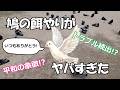 ハトの餌やりに行ってきた。ハトとの距離を縮める事はできるのか!?