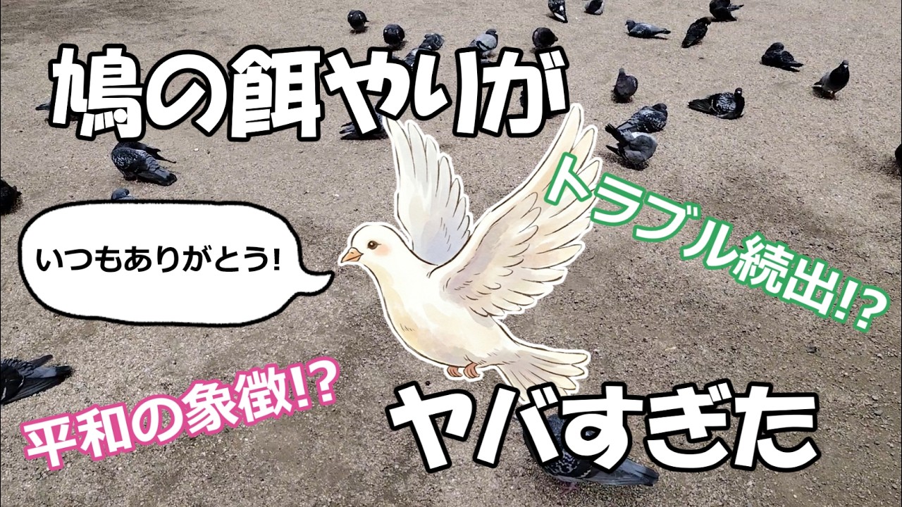 ハトの餌やりに行ってきた。ハトとの距離を縮める事はできるのか!?