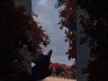 Capturing beautiful nature in the rainy time | #naturelovers #trading #stockmarket #naturescape