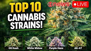 Cannabis, Cognition & The Genetics That Changed It All | News + Iconic Strains