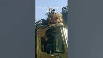 ظبع في سوق اثلوث وصاب اسافل 