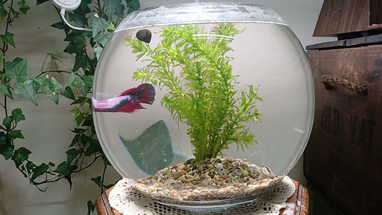 Siamese fighting fish with Snail and Cherry Shrimp with Jose Ramirez Estudio 3 Classical Guitar.