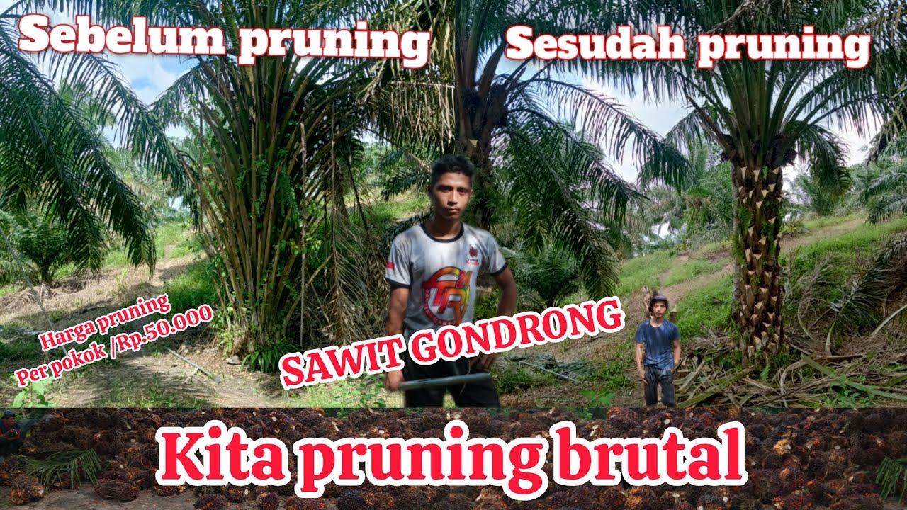 PRUNING POHON SAWIT GONDRONG, dengan teknik Brutal, kamu wajib lihat ini vidio ini