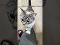 I love my cat and my dog #pet #dog #education #cat #Shorts