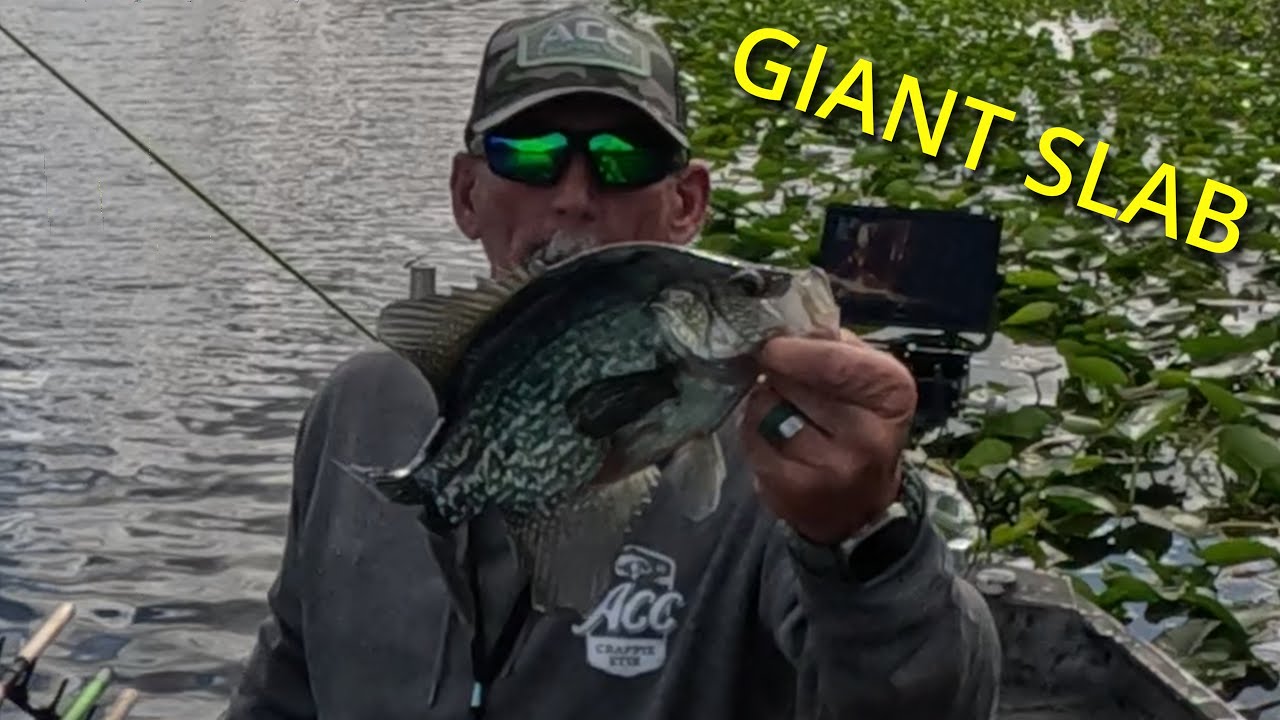 Заросли и трава для ловли окуня (пошаговая инструкция) | Схема для реки Сент-Джонс