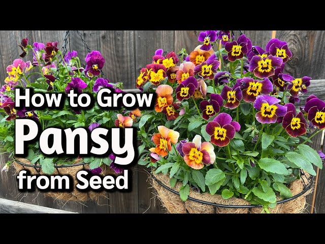 How to Grow Pansy from Seed in Pots or Containers 🌸 class=