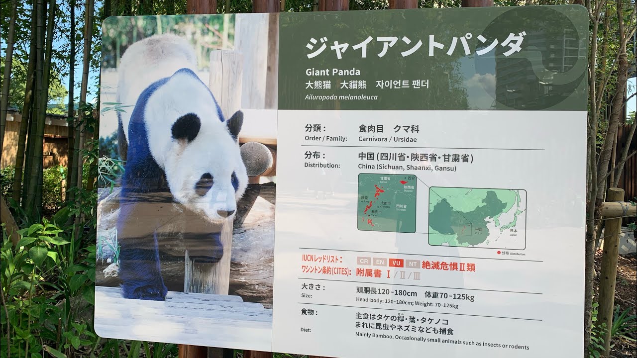 上野動物園 パンダのもりへ行きました 9 9 Youtube