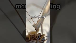 Feeding My New Guy Comment Name Ideas