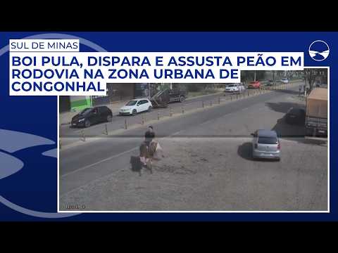Boi pula, dispara e assusta peão em rodovia na zona urbana de Congonhal