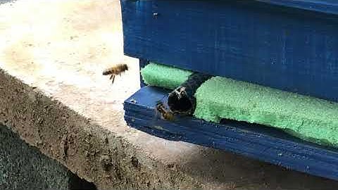 Making a beehive entrance very small to stop wasps