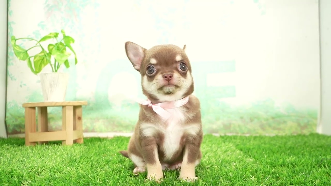 Coo&RIKU No00744454 チワワ（スムースコート） - YouTube