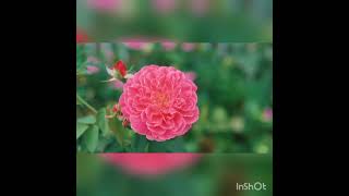 DAN - Sheila on 7 cover by Umimma Khusna