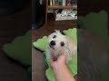 My dog