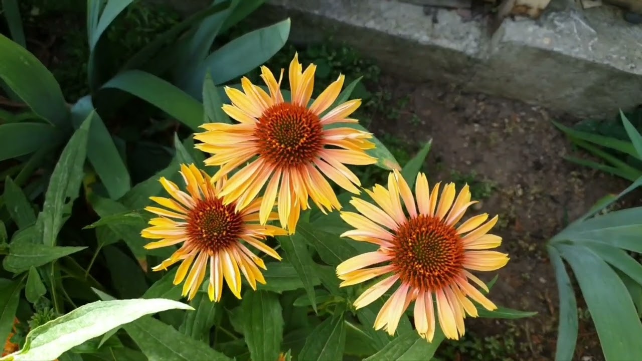 Эхинацея пурпурная 