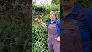 Check out this rattlesnake master. #Gardening #NativePlants