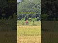 🤫100x zoom test samsung s25 ultra #zooming @dilsadultrazoom123 #trending #viralvideo #s26ultra