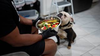 Dog Hydration 101: The Difference Between Thirst & Hydration