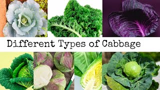 Different Types of Cabbage |  How many types of cabbage | Food knowledge | Cabbage Varieties