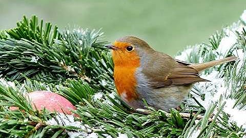 Robins Like You’ve Never Seen: 21+ Wild Facts & Laughs!