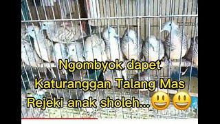 Tips memilih perkutut ombyokan yang bagus ala pakde