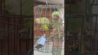 🦜mitu 🦜 ka new reel video 📸 shot #parrot #viralreelsvideo