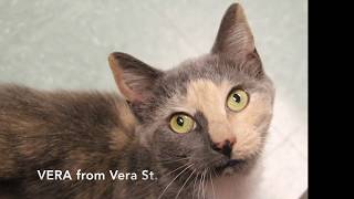 Vera, A Dilute Torti, Adopted from Warwick Animal Shelter, 2017