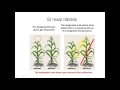 Ciencia 091 Híbridos del maiz