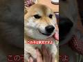 もう可愛いなんてもんじゃないです。顔とか容姿ではなく性格。そしてこの甘えん坊。人間と思い込んでる？様子。#柴犬 ##dog #しばいぬ #cute #癒し #shibainu #かわいい犬 #心亜