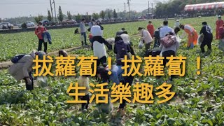 ＃新住民關懷協會【拔蘿蔔】體驗生活，記錄生活 ＃盧崑福議員＃台南韓友會